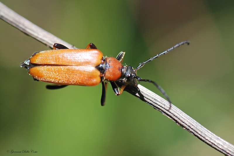 due identificazioni dalle Prealpi Vicentine